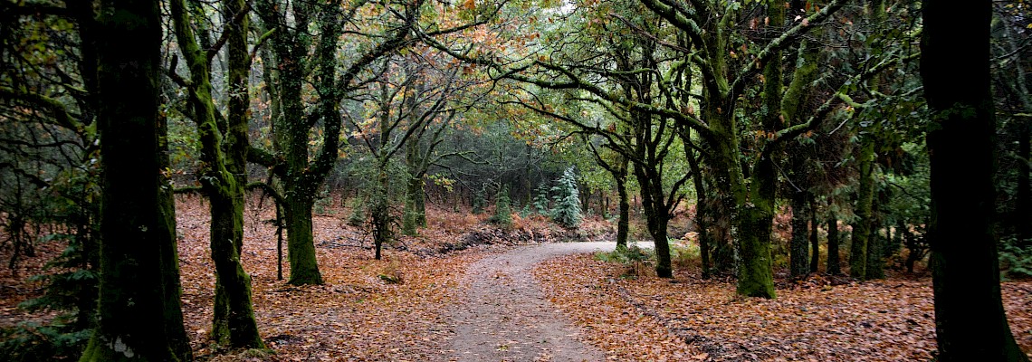 Corno do Bico